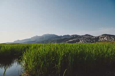 Scenic view of field against clear sky