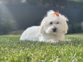 Lucy the coton of tulear