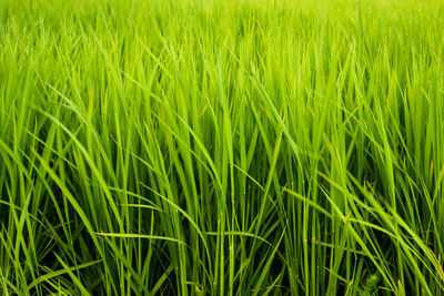 Close-up of grass growing on field