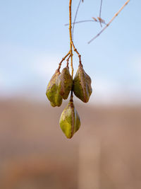 Close-up of fruits hanging on tree against sky