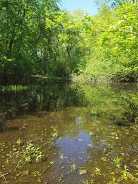 Reflection of trees in lake