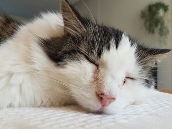 Extreme close-up of cat sleeping indoors