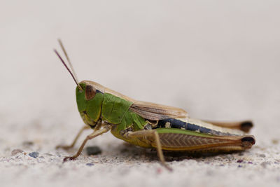 Close up of insect