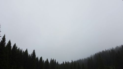 High section of trees against clear sky