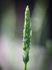 Close-up of flower buds growing outdoors