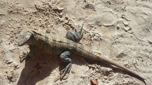 High angle view of lizard on sand