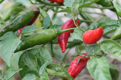 Close-up of chili peppers growing on plant