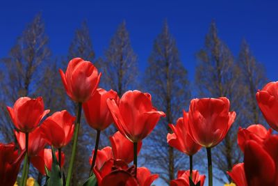 Close-up of red tulips on field against blue sky