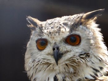 Close-up portrait of owl