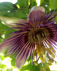 Close-up of purple flowers