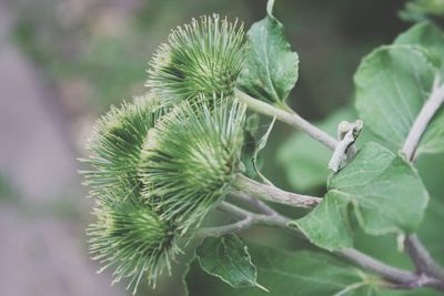 Close-up of green plant