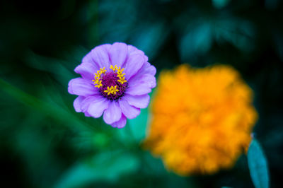 Close-up of passion flower blooming outdoors
