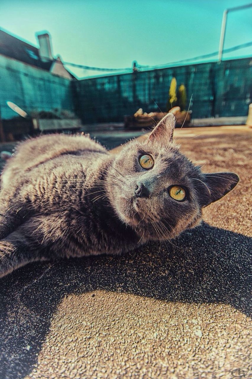 domestic cat, one animal, animal themes, pets, domestic animals, mammal, cat, feline, whisker, relaxation, portrait, close-up, focus on foreground, looking at camera, lying down, animal head, sitting, resting, street