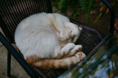 High angle view of cat sleeping on chair