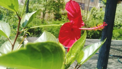 Close-up of red flowers