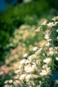 Close-up of white flowers