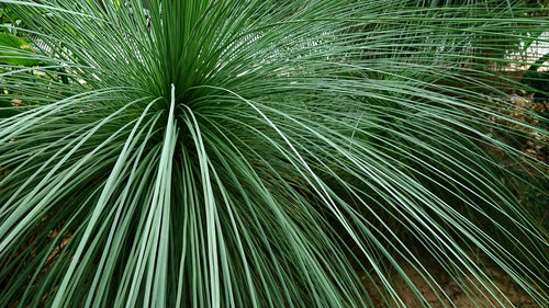 Full frame shot of palm tree