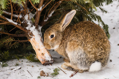 Brown rabbit in the snow.