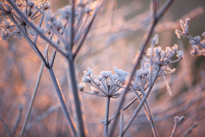 Close-up of fresh flowers on branch