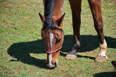 Close-up of a horse on field