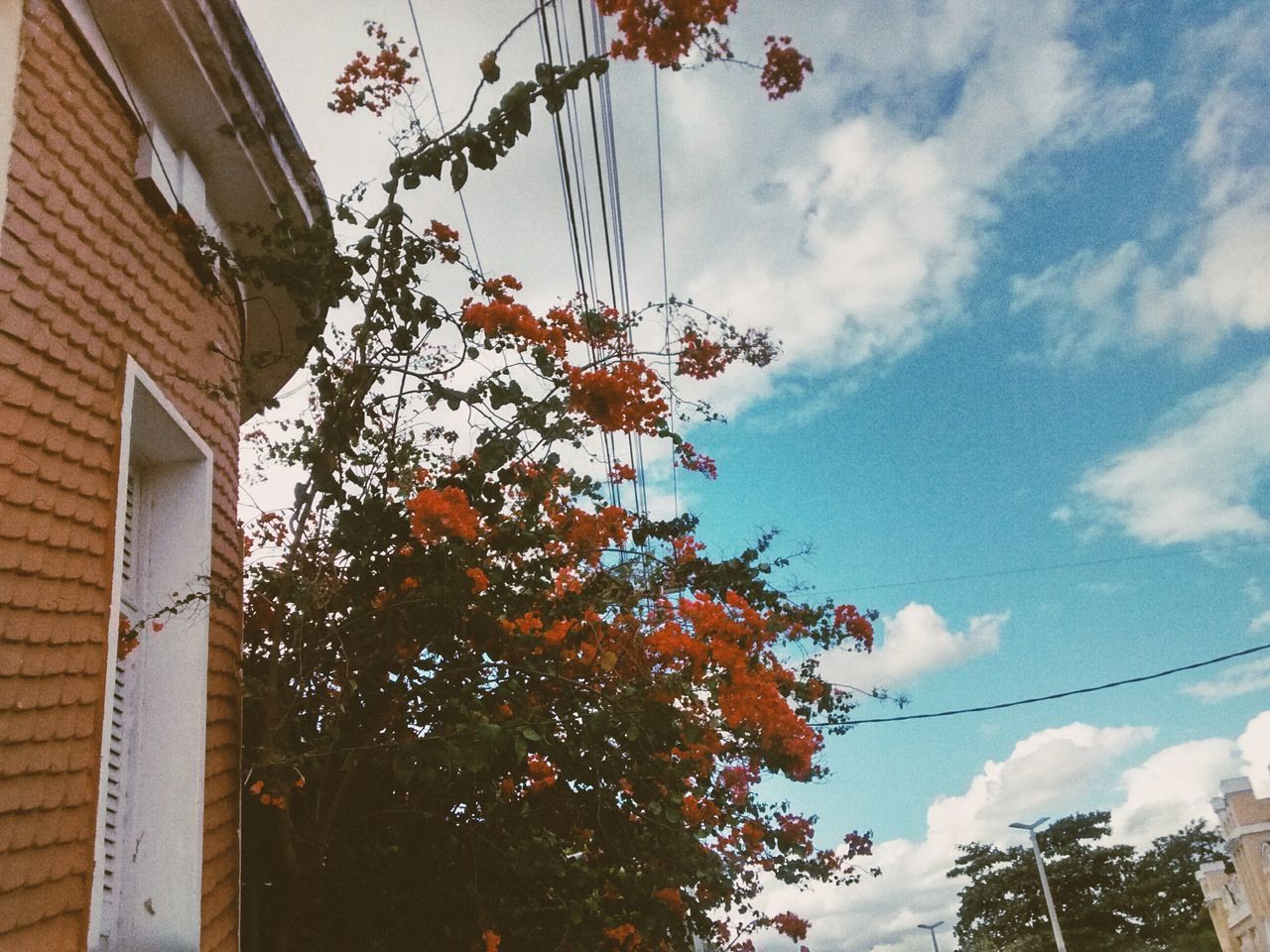 low angle view, tree, sky, branch, growth, cloud - sky, built structure, building exterior, architecture, leaf, autumn, nature, cloud, beauty in nature, change, high section, outdoors, no people, day, house