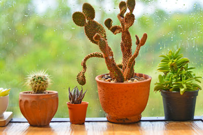 Close-up of potted cactus plant