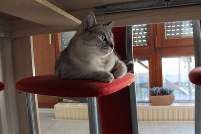 Close-up of cat sitting on chair at home