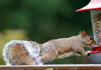 Close-up of squirrel on tree