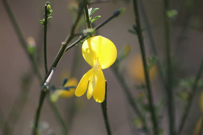 Close-up of yellow flowering plant