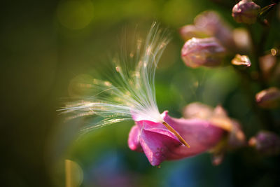 Close-up of pink flowering plant
