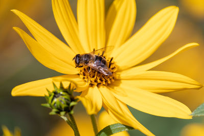 Close-up of bee pollinating on flower