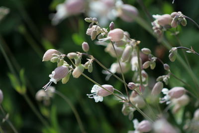 Close-up of white flowering plant