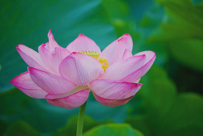 Close-up of pink water lily