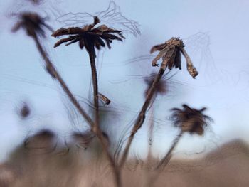 Close-up of wilted flower plant