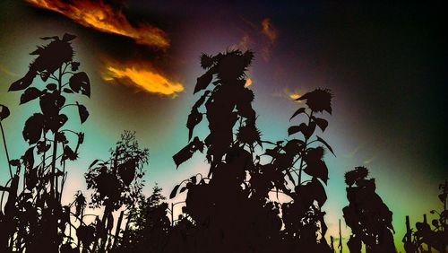 Low angle view of trees against sky