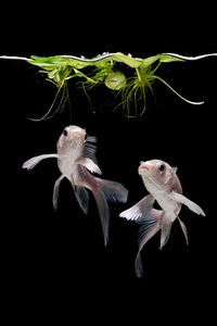 Close-up of fish underwater