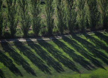 Trees on field in forest