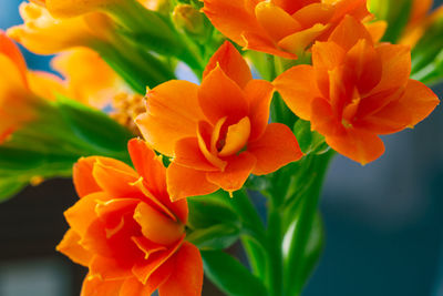 Close-up of orange flowering plant