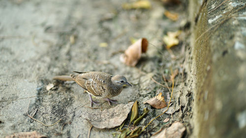 Close-up of bird on rock