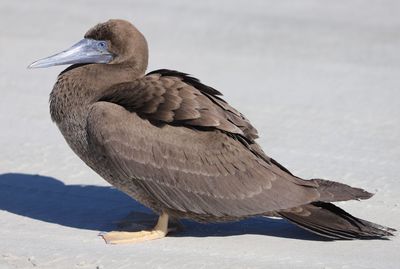 Close-up of young pelican