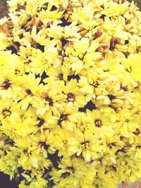 Full frame shot of yellow flowers