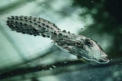 High angle view of crocodile swimming in lake