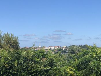 Plants and trees by houses against sky