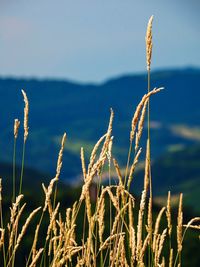 Close-up of stalks in field against sky