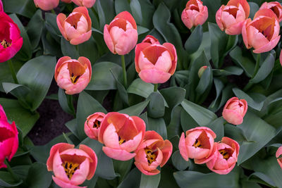 High angle view of pink tulips