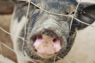 Close-up of pig kurobuta 