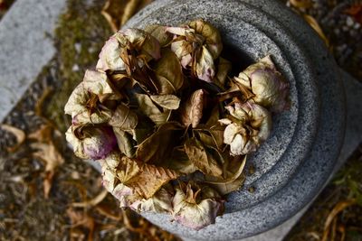 Close-up of dry flowers on cemetery at graveyard