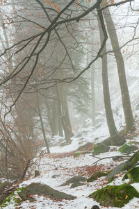 Trees in forest during autumn