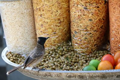 Close-up of bird perching on food in plate
