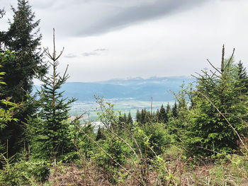 Scenic view of forest against sky